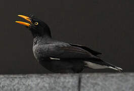 Javan Myna