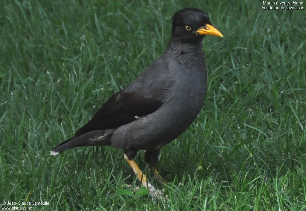 Javan Myna