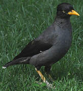 Javan Myna