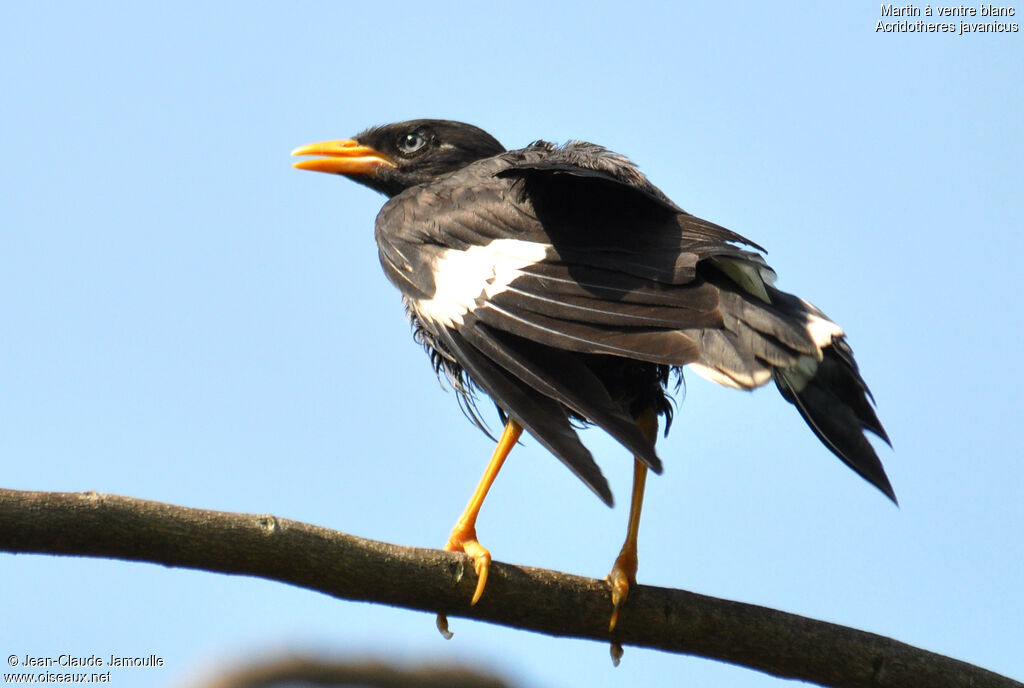 Javan Mynaadult, Behaviour