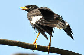 Javan Myna