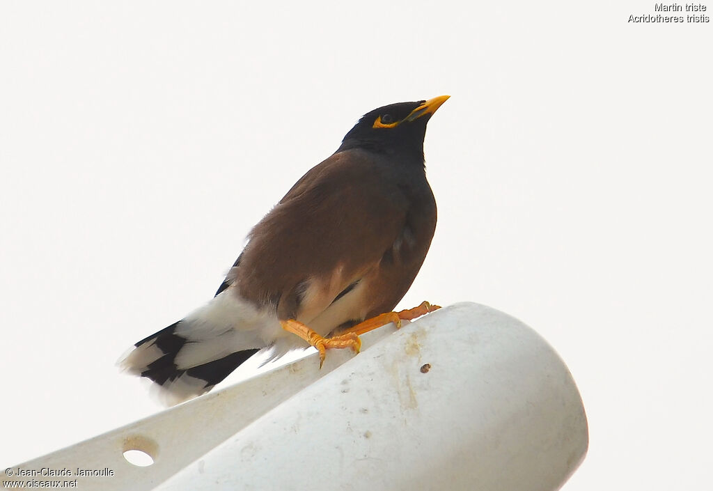 Common Mynaadult, Behaviour