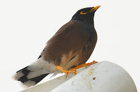 Common Myna