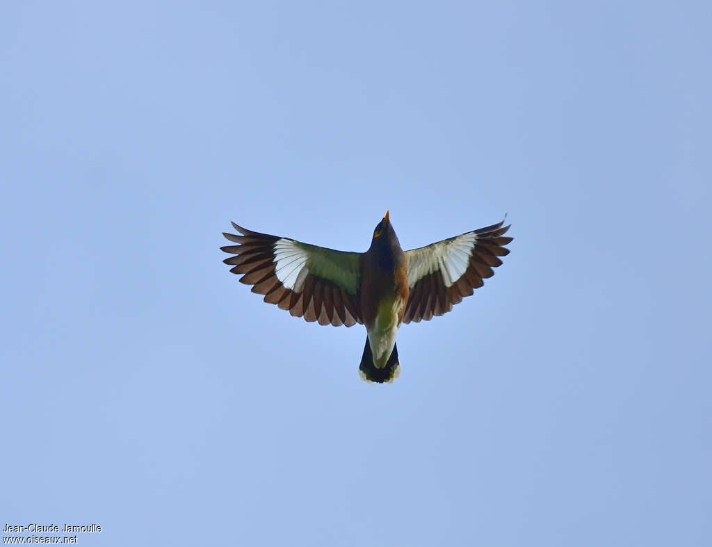 Common Myna, Flight