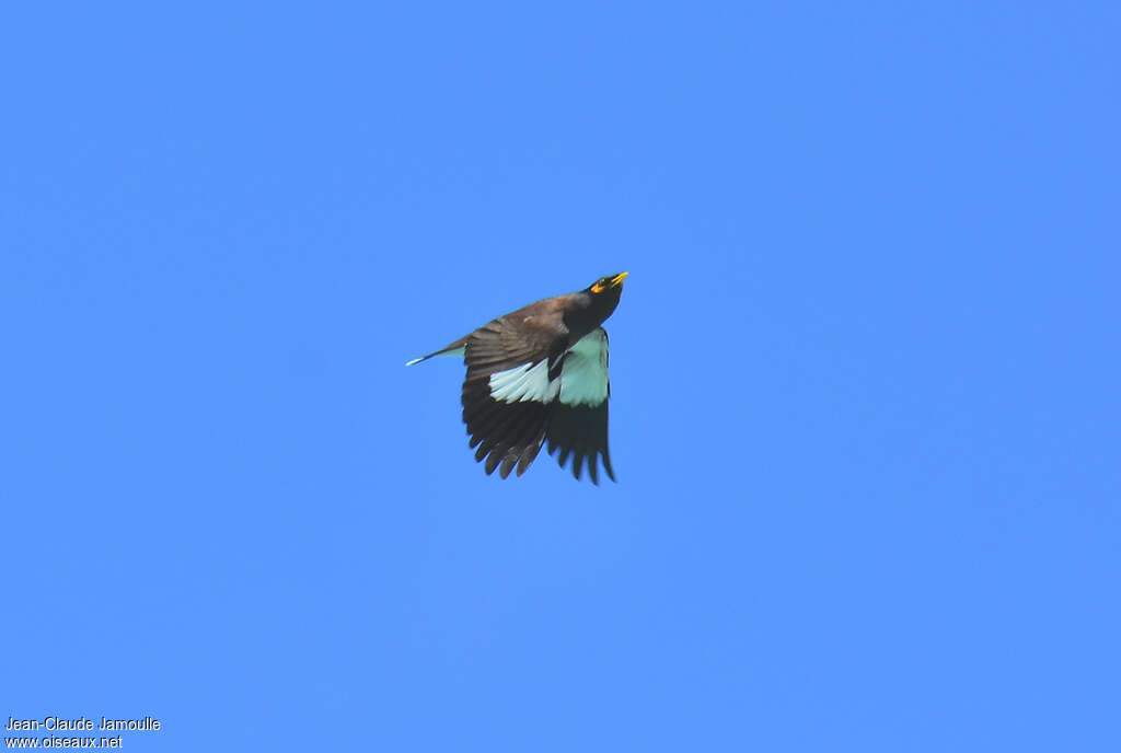 Common Mynaadult, Flight