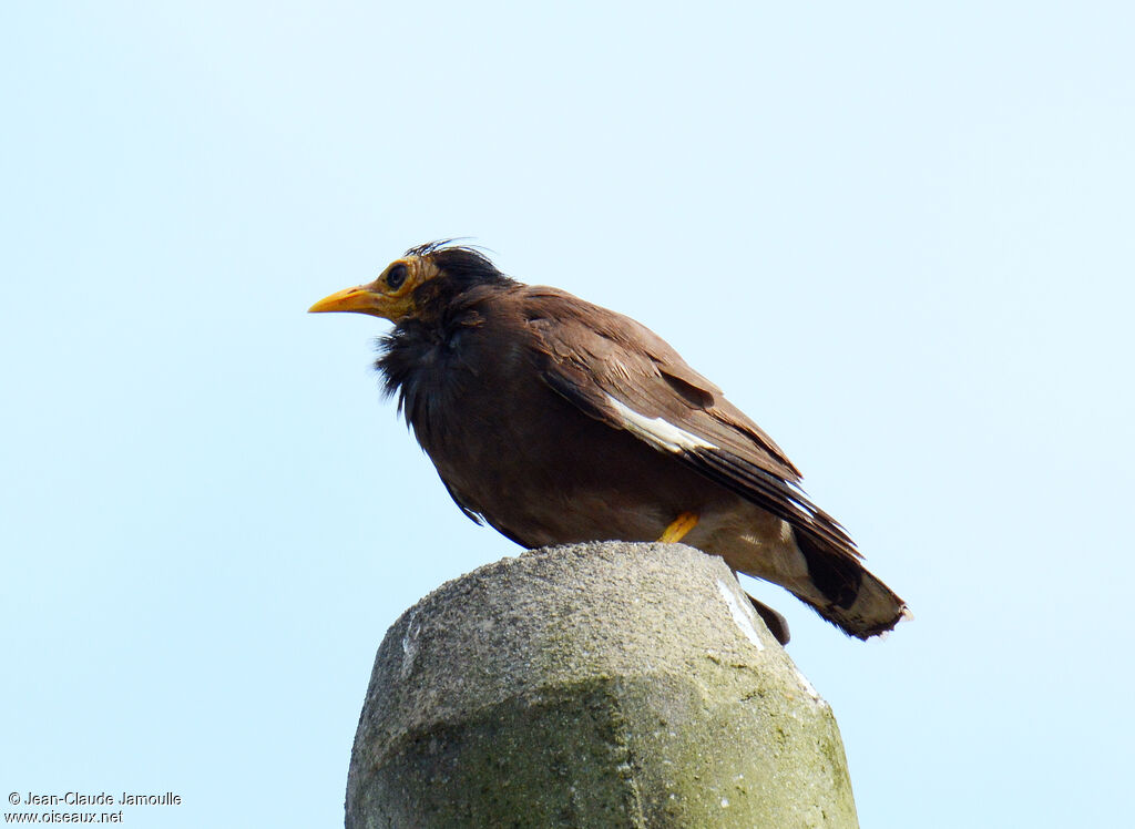 Common Myna