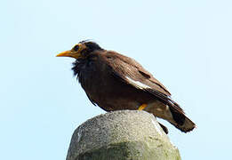 Common Myna