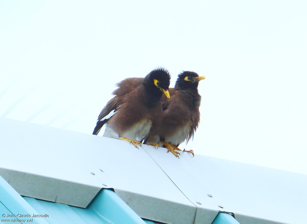 Common Myna