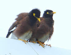 Common Myna