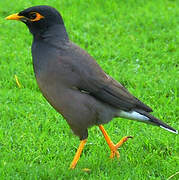 Common Myna