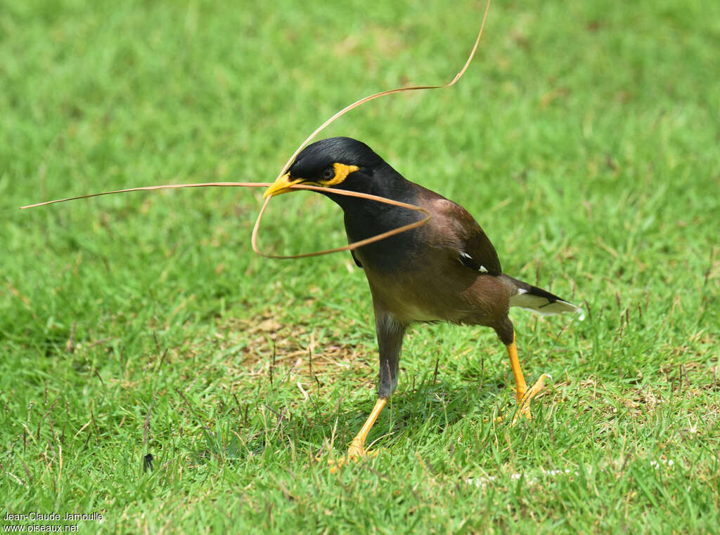 Common Mynaadult, Reproduction-nesting