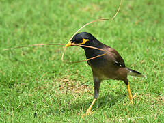 Common Myna