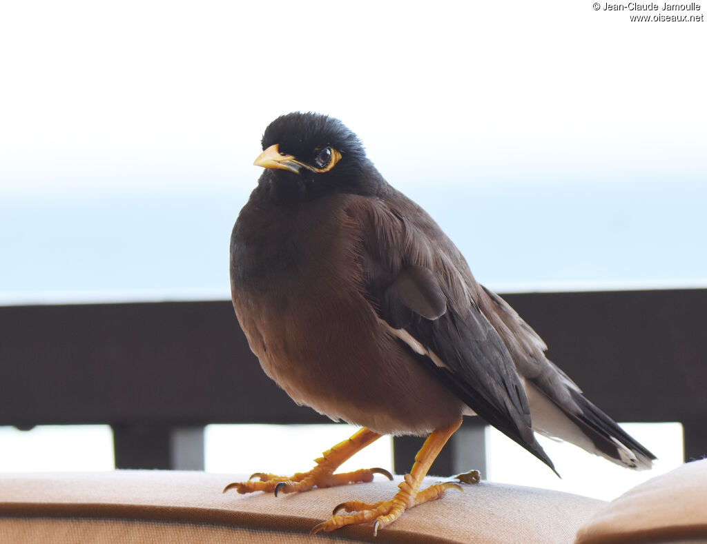 Common Myna