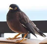 Common Myna