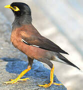 Common Myna