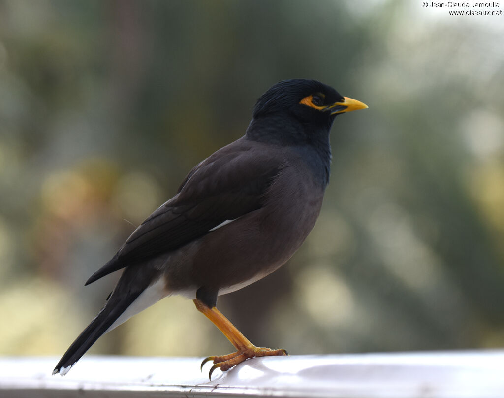 Common Myna