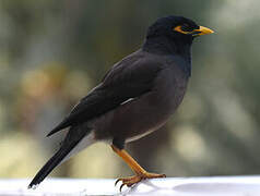 Common Myna