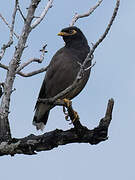 Common Myna