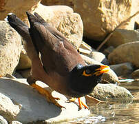 Common Myna