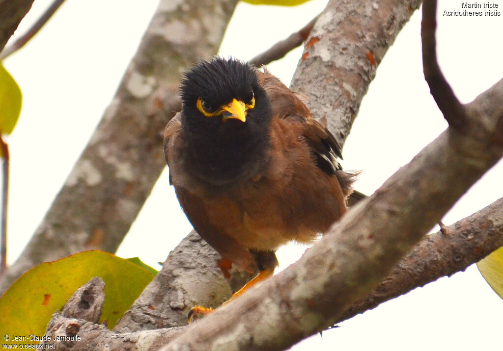 Common Myna, Behaviour