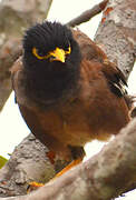 Common Myna