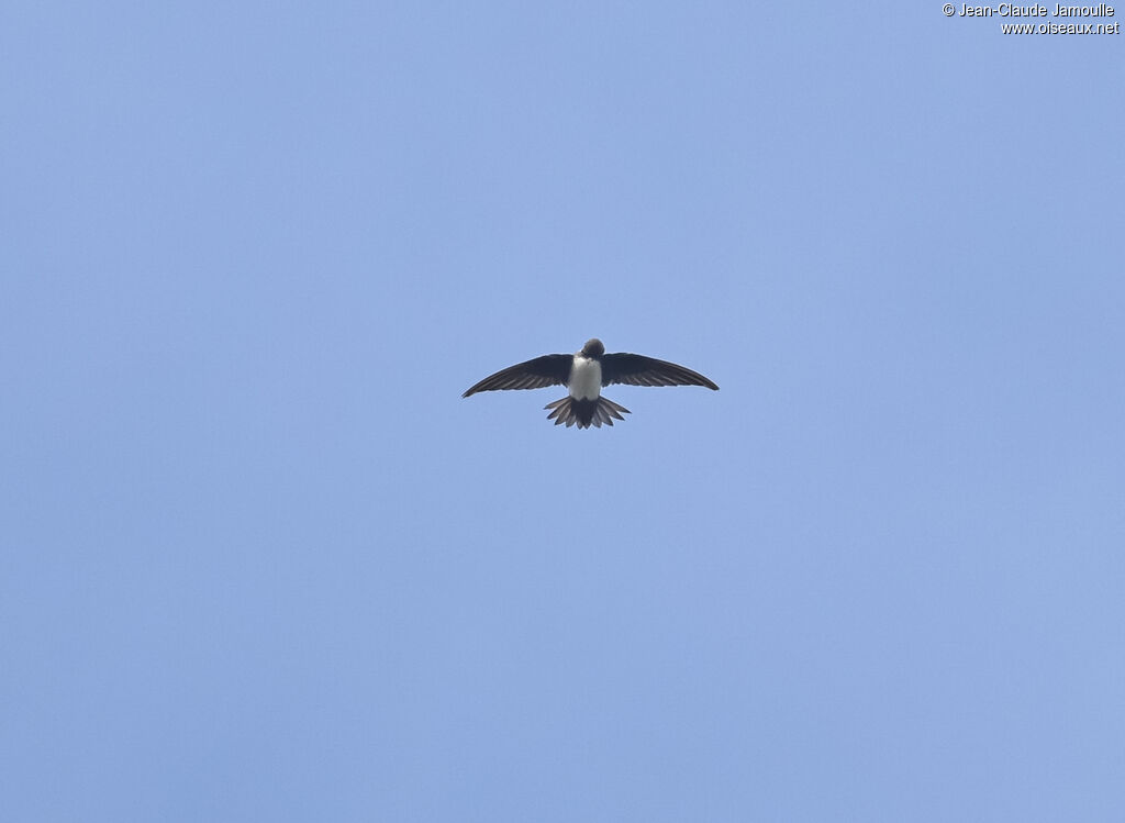 Alpine Swift