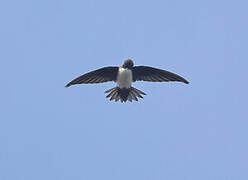 Alpine Swift