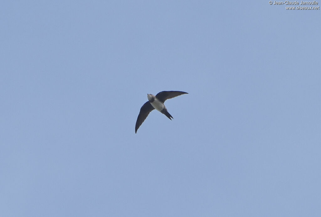 Alpine Swift