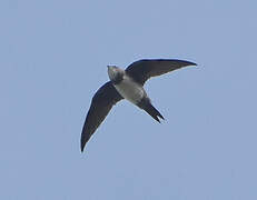 Alpine Swift