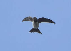 Alpine Swift