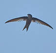 Martinet batassia