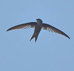 Martinet batassia