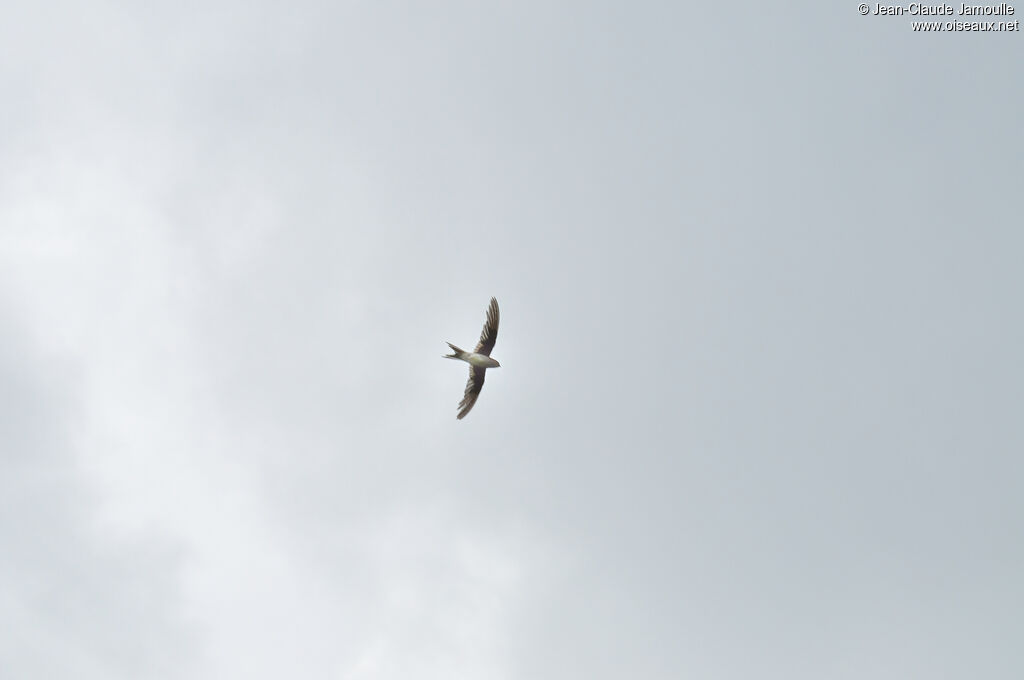 Asian Palm Swift, Flight