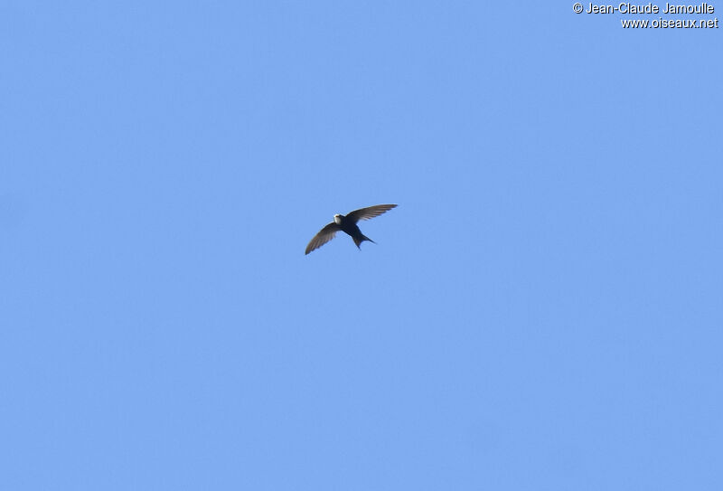 White-rumped Swift male