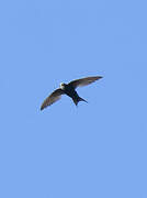 White-rumped Swift