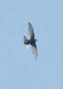 White-rumped Swift