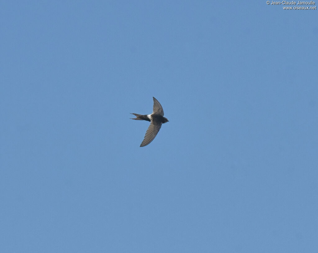 White-rumped Swiftadult, Flight