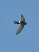 White-rumped Swift