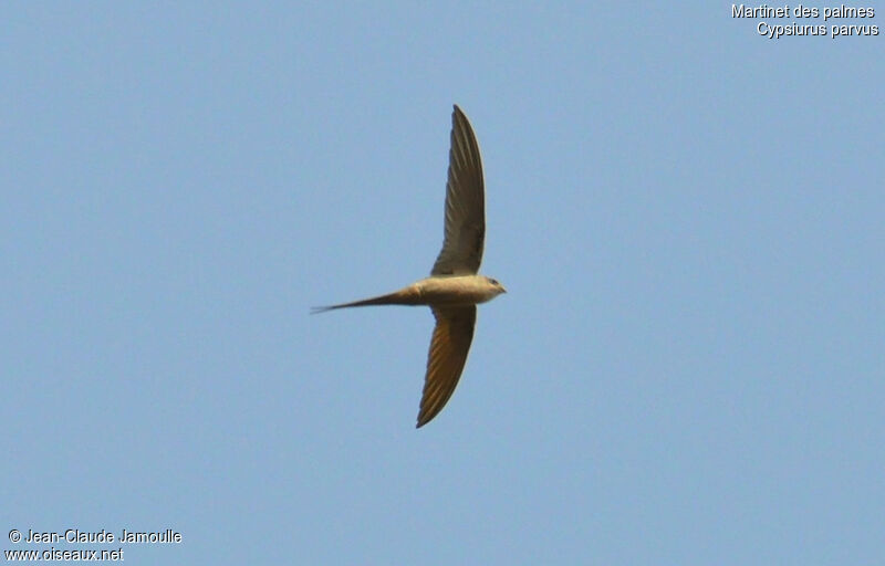 African Palm Swift, Flight