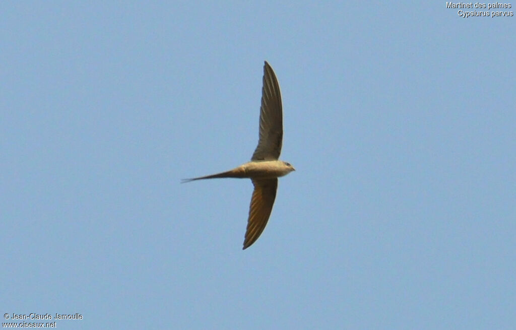 African Palm Swift, Flight