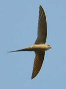 African Palm Swift