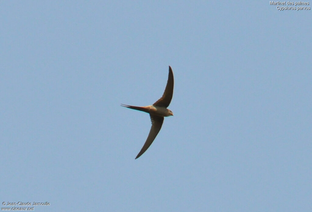 African Palm Swift, Flight