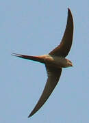 African Palm Swift