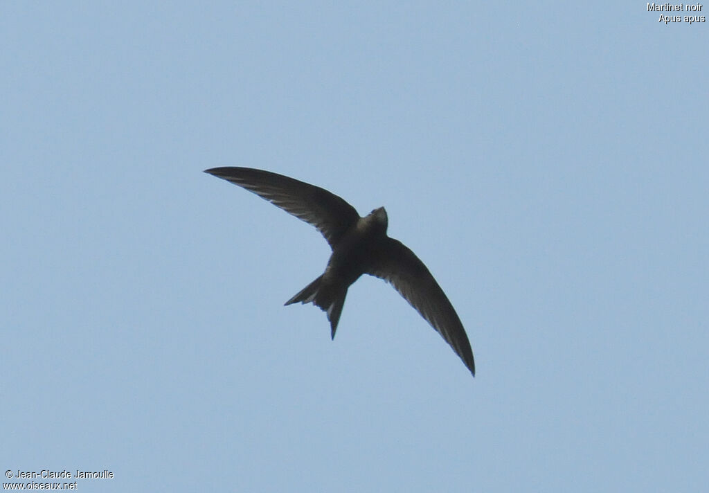 Common Swift, Flight