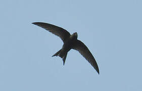 Common Swift