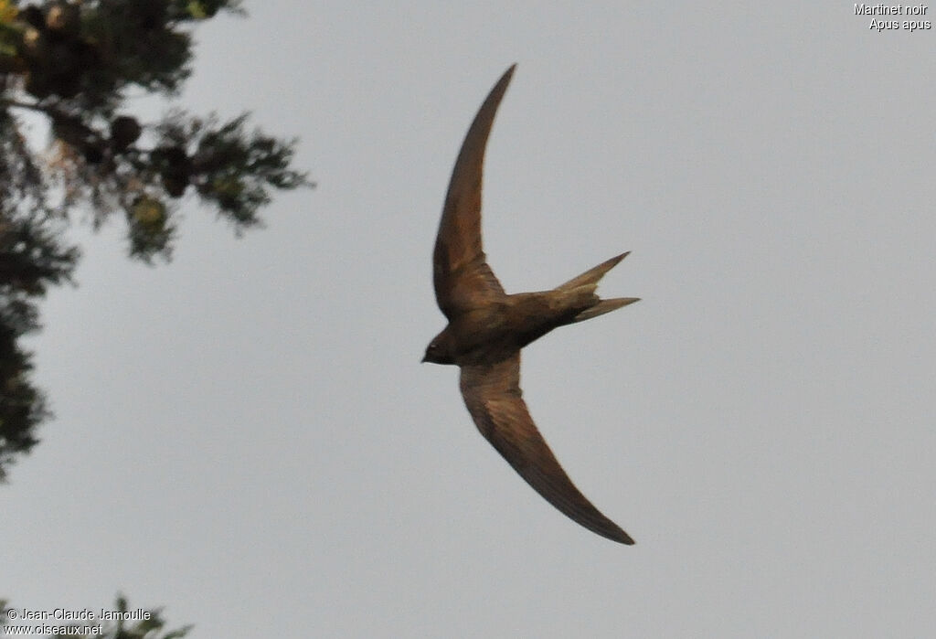 Common Swift, Flight