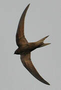 Common Swift