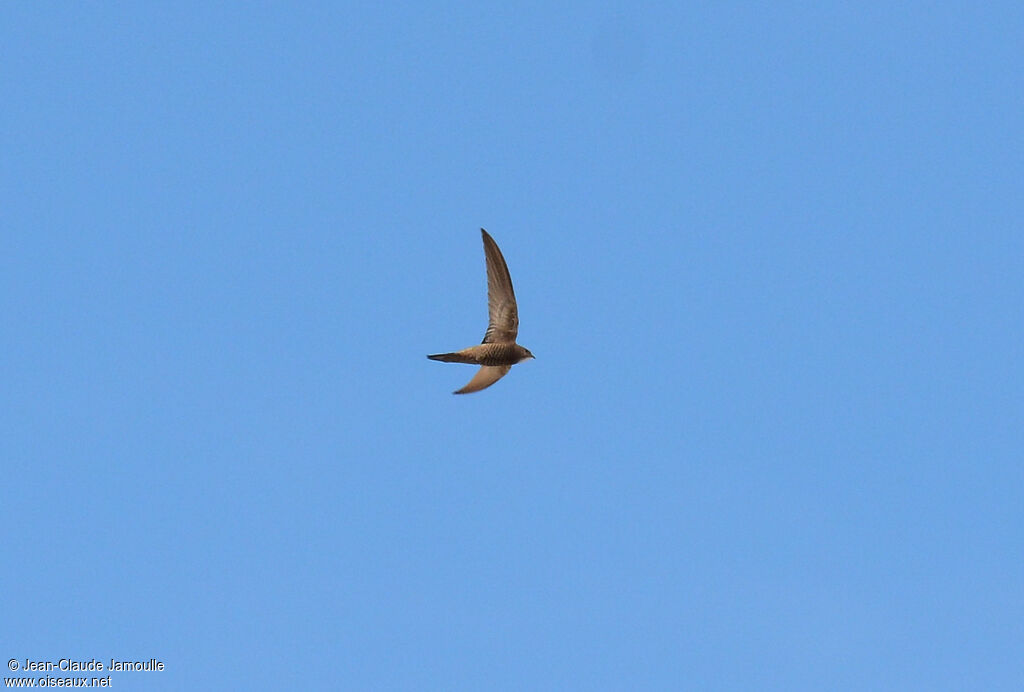 Pallid Swift, Flight