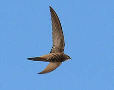 Pallid Swift