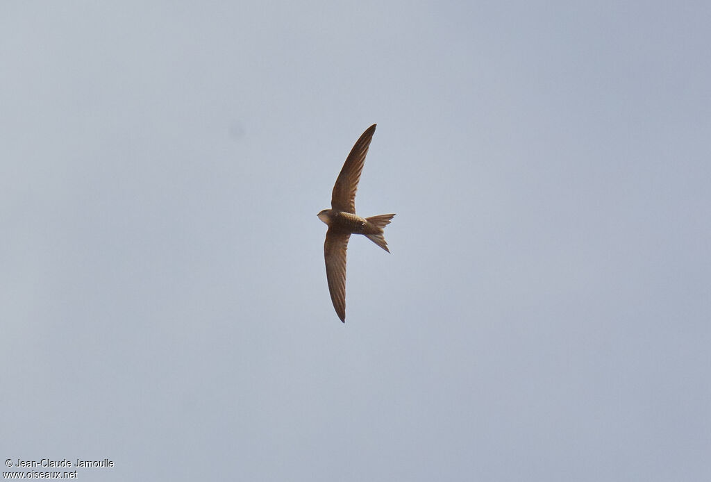 Pallid Swift